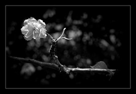 Black & White Blossom
