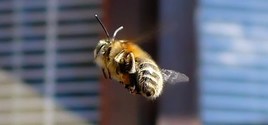 abeille en vol de dos