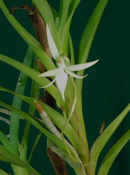 Orchidée des Comores