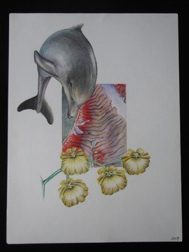 "Plongeon de Star &agrave; San Francisco"