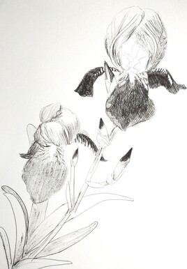 Tout simplement Iris