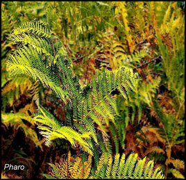 Fougères d'automne