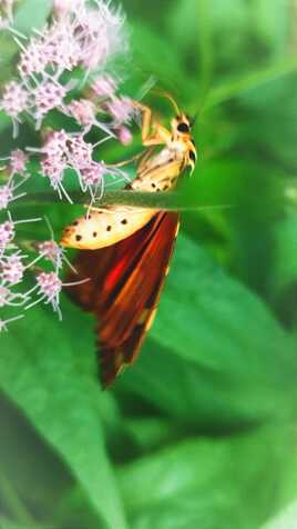 Papillon écaille chinée
