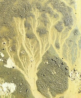 Arbre des sables