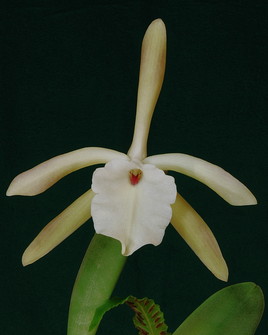 Orchidée du Costa Rica