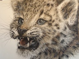 jeune panth&egrave;re