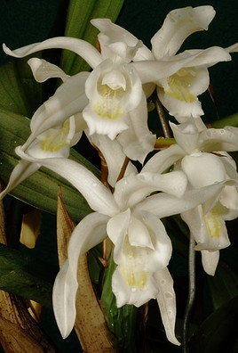 L'orchidée discrète