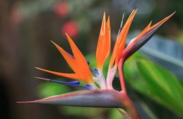 une petite fleur matinale.