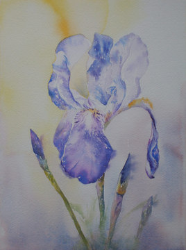 IRIS