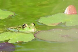 L'oeil de l'espionne