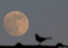 La pleine lune et l'oiseau
