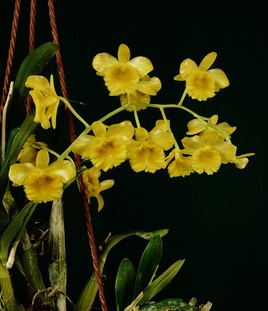 Orchidée du Myanmar