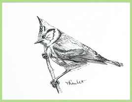 Mésange huppée de profil (Lophophanes cristatus) / Drawing A European crested tit in profile