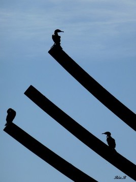 Dans l'ombre des cormorans