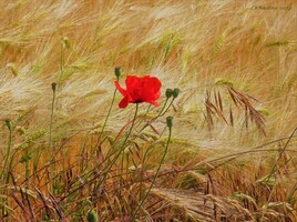 l'été est là , et c'est tant mieux  ! :)