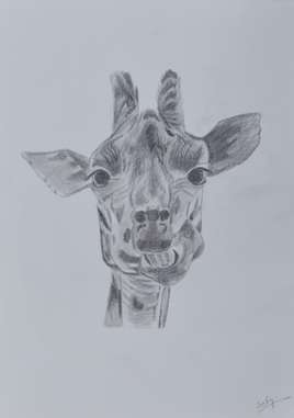 Girafe