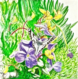 Le marbré des alpages (Pontia callidice) / Painting Bath white butterfly