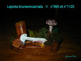 Lepiota brunneoinarnata