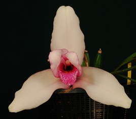 Une orchidée pour Anselme.