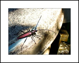 Photo insecte