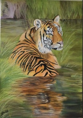 Le tigre dans l’eau.