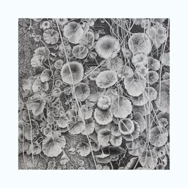 Nombril de V&eacute;nus