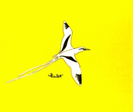 Oiseau Le paille-en-queue (Phaeton lepturus) / Painting Bird A White-tailed tropicbird