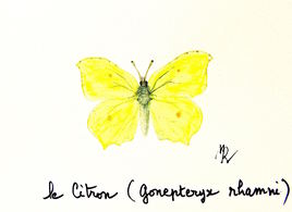 Papillon Le Citron (Gonepteryx rhamni) / Painting The Common brimstone butterfly