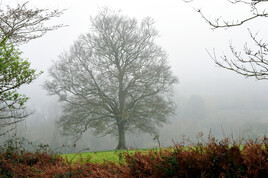 Le pré dans la brume Le pré dans la brume