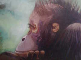 b&eacute;b&eacute; ourang outan