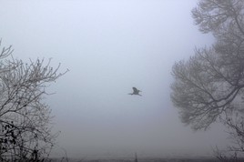 Le héron au long bec... décollait dans le brouillard
