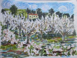 Cerisiers en fleurs en Provence