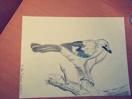 Geai des ch&ecirc;nes