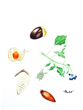 Fruits graines et insecte bijou / Painting Fruits feeds and jewel insect