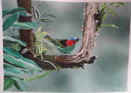 tangara à nuque rouge