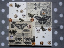 Papillons et Libellules