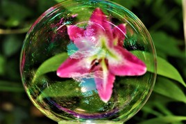 Fleur de Lys prisonnière dans une bulle !!