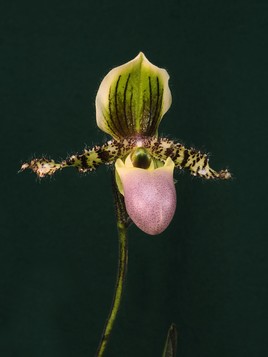 Orchidée de Sumatra