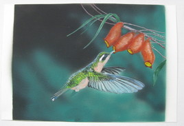 Madame colibri à gorge pourprée 