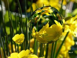 Bulle de fleur jaune