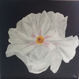 Ma fleur blanche