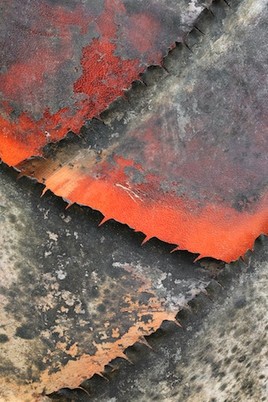 Ecorce de l'arbre du voyageur