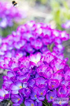 Annonces printani&egrave;res