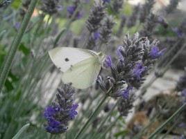 lavande et papillon