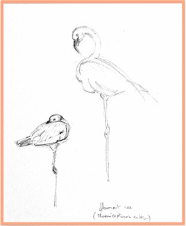 Flamant des Caraïbes (Phoenicopterus ruber / Drawing 2 American flamingos