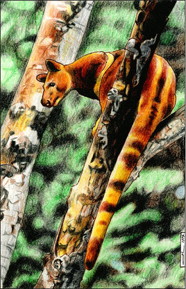 Kangourou arboricole