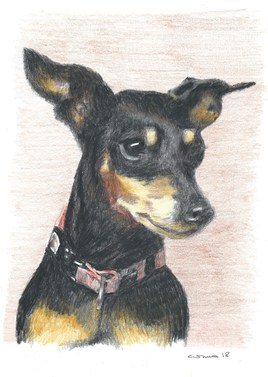 Un pinscher (une commande)