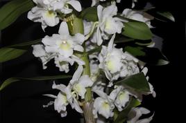 Orchidée "bambou"