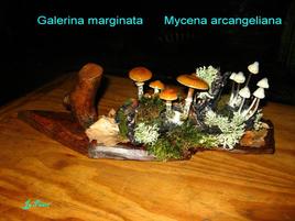 Galerina marginata et Mycena arcangeliana