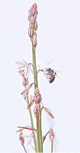 L'abeille et l'asphod&egrave;le